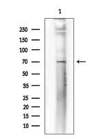 Phospho-SAMHD1 (Thr592) Antibody in Western Blot (WB)