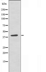 PTX3 Antibody in Western Blot (WB)