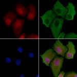 NCBP2 Antibody in Immunocytochemistry (ICC/IF)