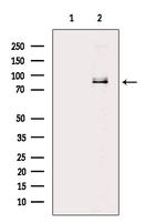 BRSK1 Antibody in Western Blot (WB)