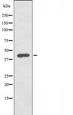 FOXB1/FOXB2 Antibody in Western Blot (WB)