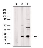 MRPL18 Antibody in Western Blot (WB)