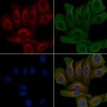 Carbonic Anhydrase VI Antibody in Immunocytochemistry (ICC/IF)