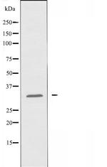 GSTT1 Antibody in Western Blot (WB)