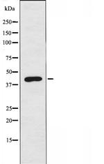 Myeloid Specific Antigen Antibody in Western Blot (WB)