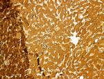 MT-ND5 Antibody in Immunohistochemistry (Paraffin) (IHC (P))