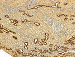 MT-ND5 Antibody in Immunohistochemistry (Paraffin) (IHC (P))