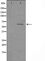 SLC22A3 Antibody in Western Blot (WB)