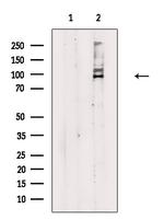 SRPK1 Antibody in Western Blot (WB)