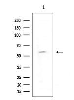 SNX3 Antibody in Western Blot (WB)