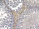 TSSK4 Antibody in Immunohistochemistry (Paraffin) (IHC (P))