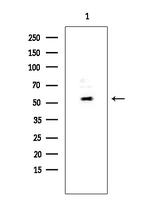 TIGD3 Antibody in Western Blot (WB)