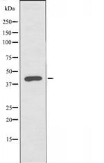 VPS26B Antibody in Western Blot (WB)