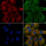 SLC39A9 Antibody in Immunocytochemistry (ICC/IF)