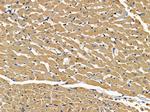 SLC39A9 Antibody in Immunohistochemistry (Paraffin) (IHC (P))