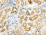 ZP1 Antibody in Immunohistochemistry (Paraffin) (IHC (P))