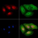 TAIP12 Antibody in Immunocytochemistry (ICC/IF)