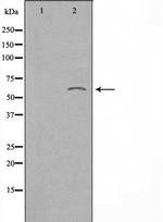 TAIP12 Antibody in Western Blot (WB)