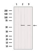 PTGIS Antibody in Western Blot (WB)