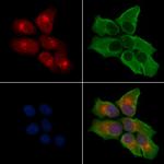 GPR107 Antibody in Immunocytochemistry (ICC/IF)