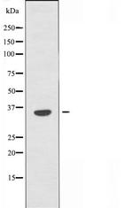 OR2D3 Antibody in Western Blot (WB)