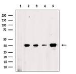 OR2M7 Antibody in Western Blot (WB)