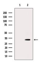 OR4L1 Antibody in Western Blot (WB)