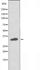 OR5W2 Antibody in Western Blot (WB)