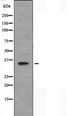 TAS2R5 Antibody in Western Blot (WB)