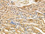 NUDT6 Antibody in Immunohistochemistry (Paraffin) (IHC (P))