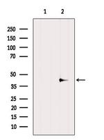 WNT3A Antibody in Western Blot (WB)