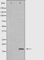 Calmodulin 1/2/3 Antibody in Western Blot (WB)