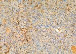 Cystatin 8 Antibody in Immunohistochemistry (Paraffin) (IHC (P))