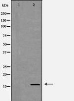 Cystatin 8 Antibody in Western Blot (WB)