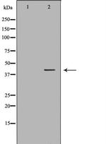 HFE Antibody in Western Blot (WB)