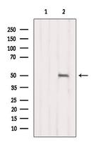 PXR Antibody in Western Blot (WB)