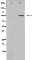 DNA Ligase I Antibody in Western Blot (WB)