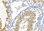 GPX4 Antibody in Immunohistochemistry (Paraffin) (IHC (P))