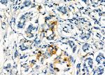 CD99 Antibody in Immunohistochemistry (Paraffin) (IHC (P))