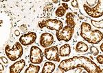 CD33 Antibody in Immunohistochemistry (Paraffin) (IHC (P))