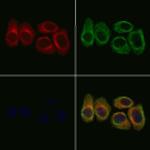 PDE1B Antibody in Immunocytochemistry (ICC/IF)