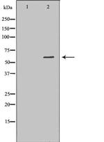 PDE1B Antibody in Western Blot (WB)