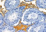 ELSPBP1 Antibody in Immunohistochemistry (Paraffin) (IHC (P))