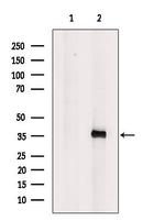 ELSPBP1 Antibody in Western Blot (WB)