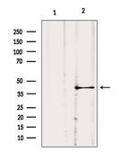 GNA11 Antibody in Western Blot (WB)