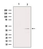 GNA11 Antibody in Western Blot (WB)