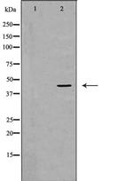 GRPR Antibody in Western Blot (WB)