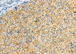 PIWIL2 Antibody in Immunohistochemistry (Paraffin) (IHC (P))