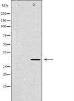 NTF3 Antibody in Western Blot (WB)