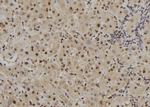 RAI16 Antibody in Immunohistochemistry (Paraffin) (IHC (P))